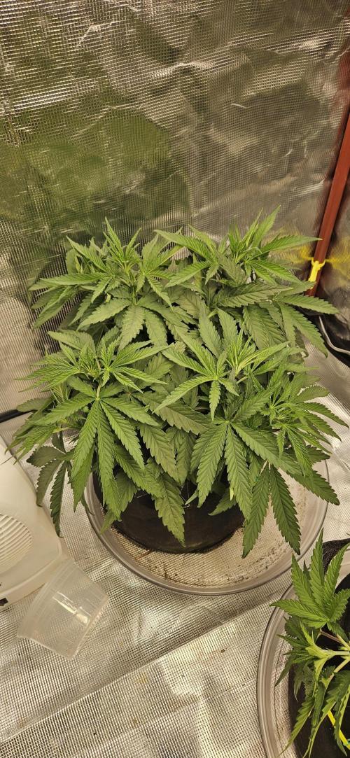 Gorilla Melon. Week 5