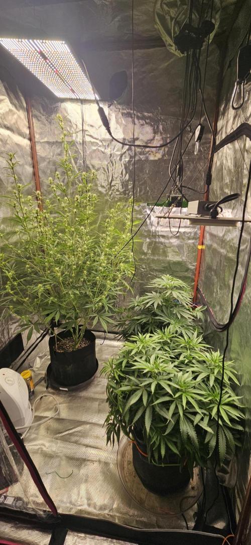 My 1st Photoperiod. Week 7 - She is the front plant. The one behind her is Lemon Cherry Runtz.