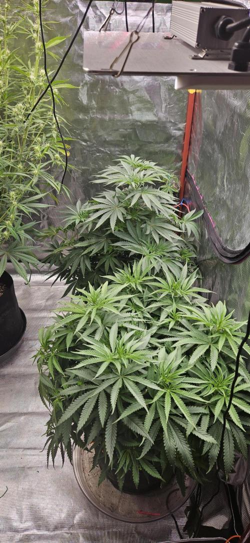 Gorilla Melon. Week 7