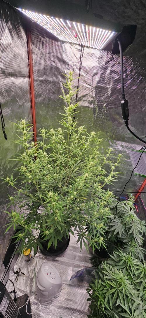 Late Auto-flower. Week 6