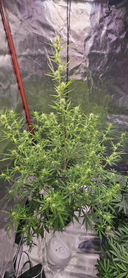 Late Auto-flower. Week 6