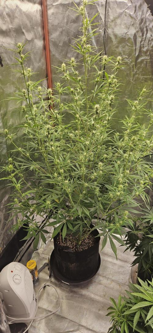 Late Auto-flower. Week 6
