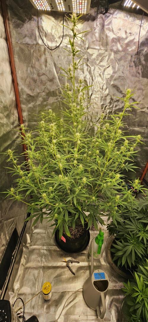 Late Auto-flower. Week 6