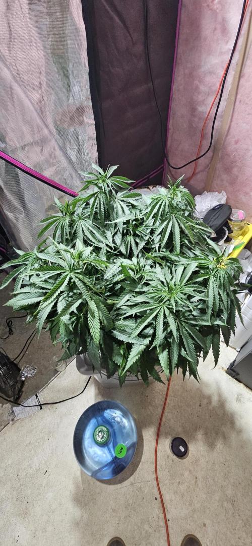 My 1st Photoperiod. Week 8