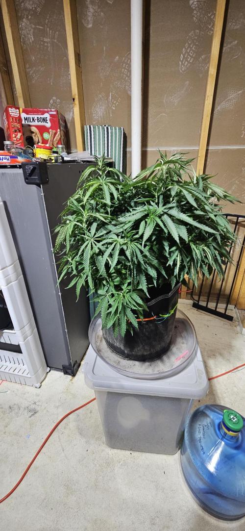 Gorilla Melon. Week 8
