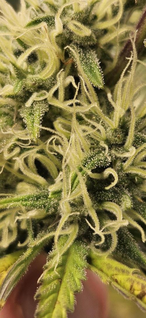 Late Auto-flower. Week 7