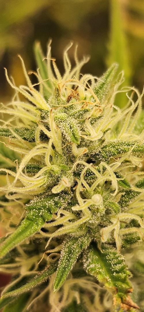 Late Auto-flower. Week 7