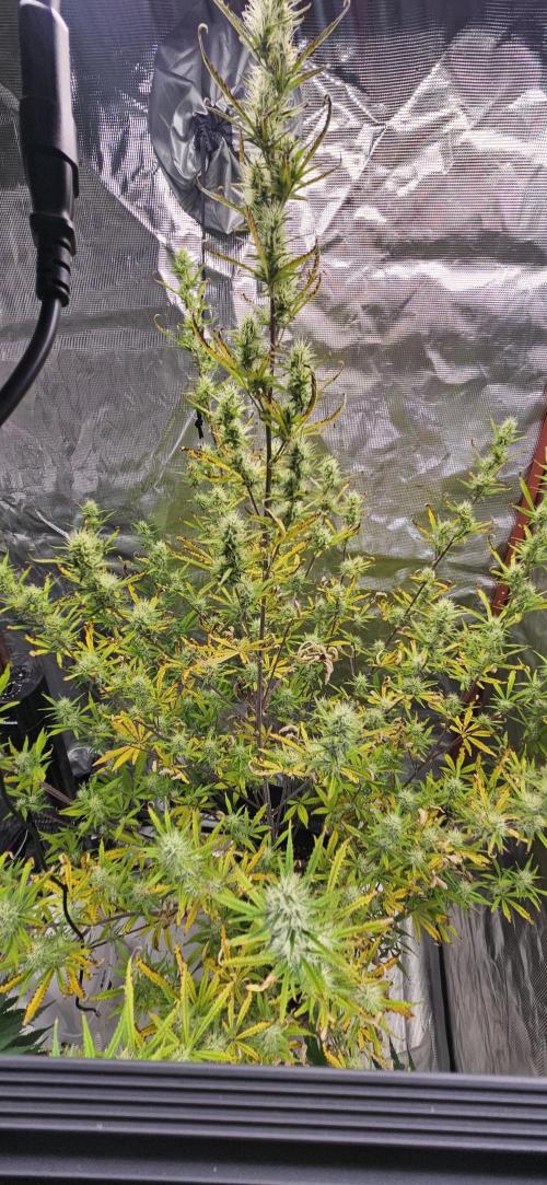 Late Auto-flower. Week 7