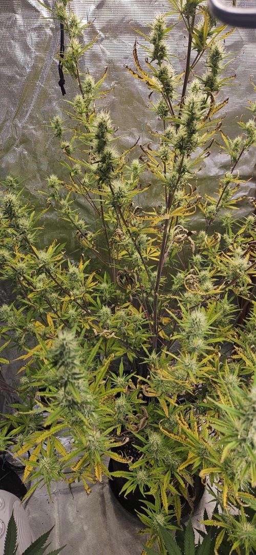 Late Auto-flower. Week 7