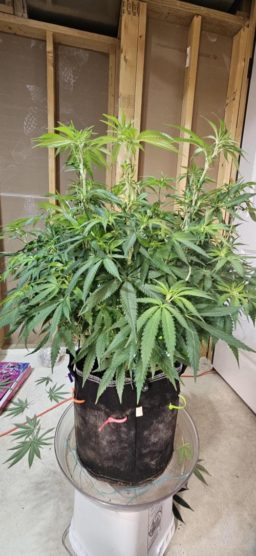 My 1st Photoperiod. Week 9 - Gorilla Melon 