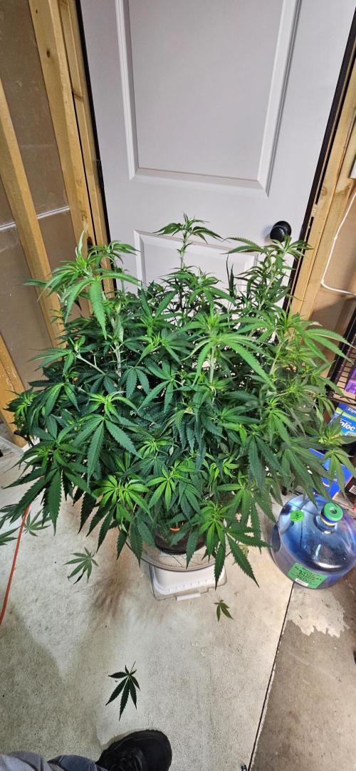 My 1st Photoperiod. Week 9 - Gorilla Melon