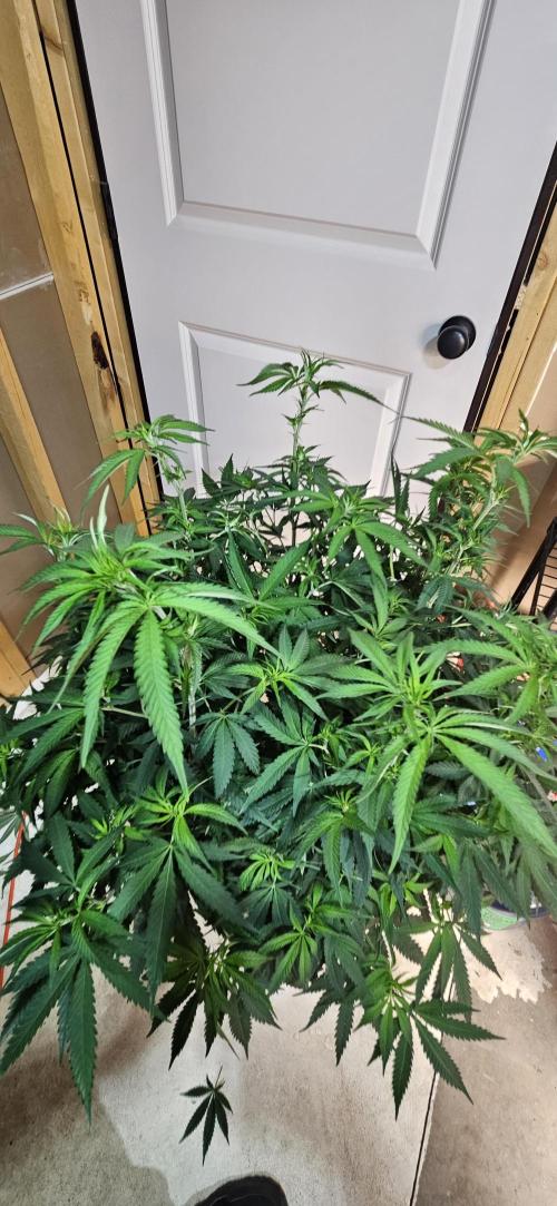 My 1st Photoperiod. Week 9 - Gorilla Melon 