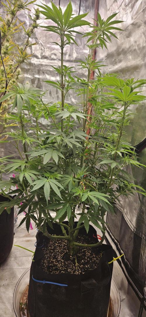 My 1st Photoperiod. Week 9 - Lemon Cherry Runtz 