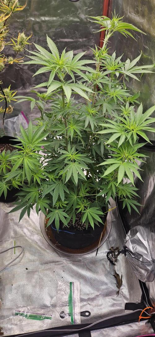 My 1st Photoperiod. Week 9 - Lemon Cherry Runtz 