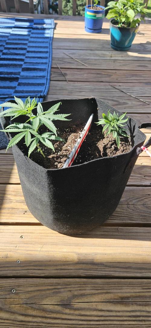 Operation: Copycat. Week 1