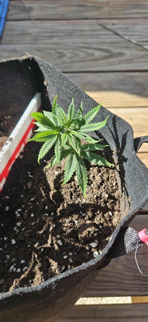 Operation: Copycat. Week 1 - Gorilla Melon 