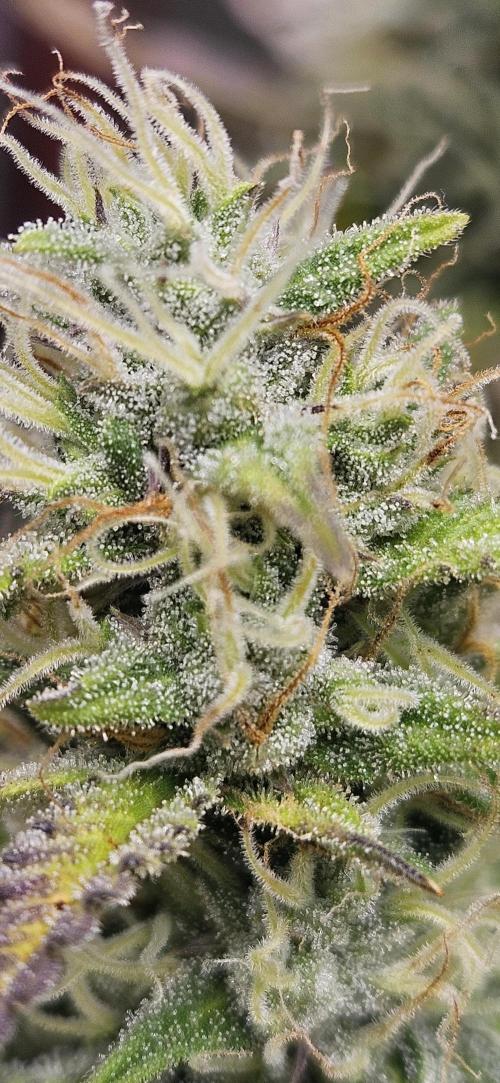 Late Auto-flower. Week 8