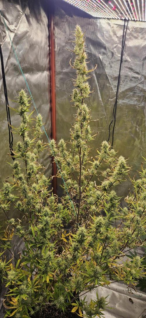 Late Auto-flower. Week 8
