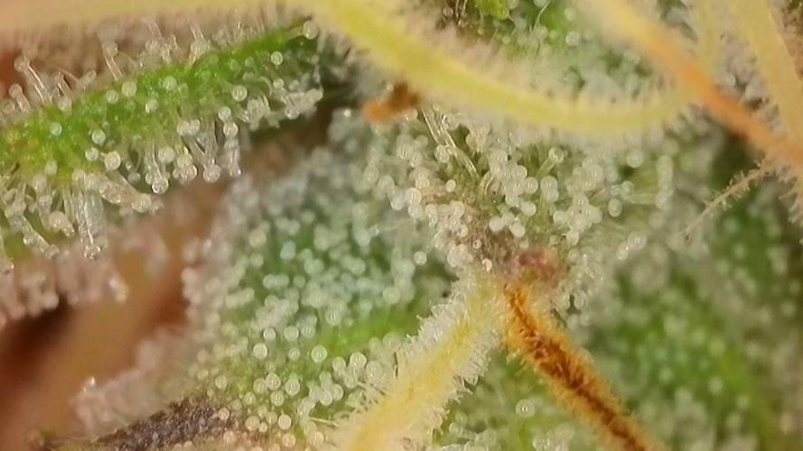 Late Auto-flower. Week 8