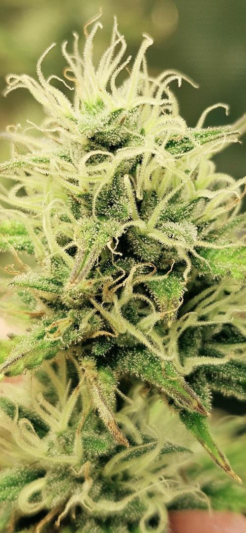 Late Auto-flower. Week 8