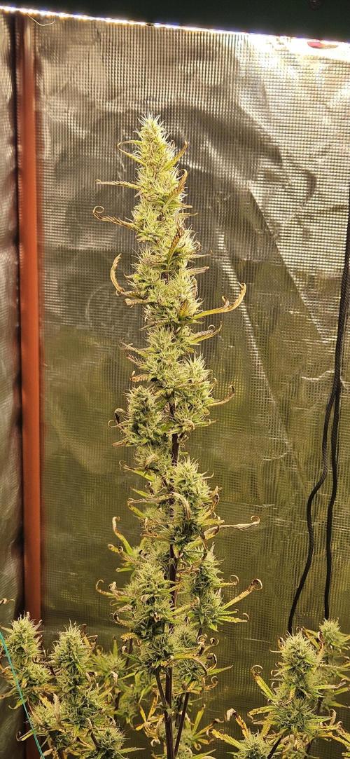 Late Auto-flower. Week 8