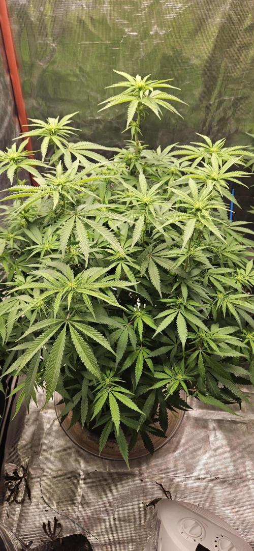 Gorilla Melon. Week 10