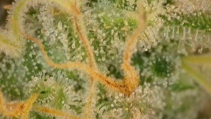 Late Auto-flower. Week 9