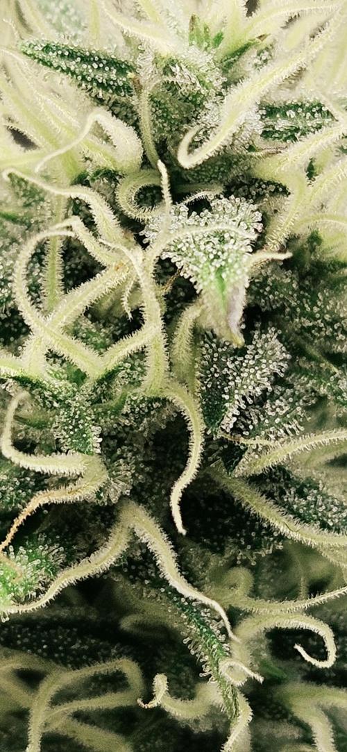 Late Auto-flower. Week 9