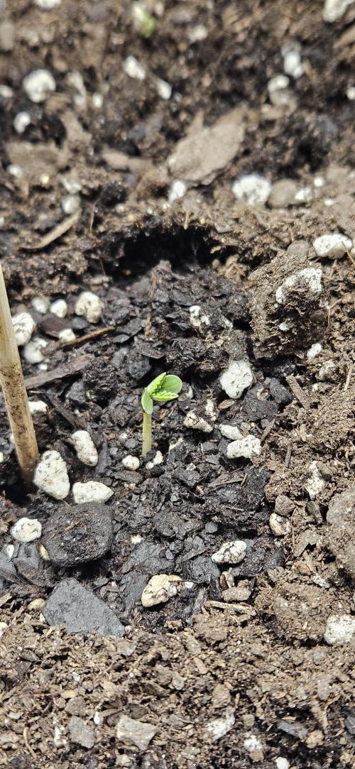 Project Banana Blizzard. Week 0