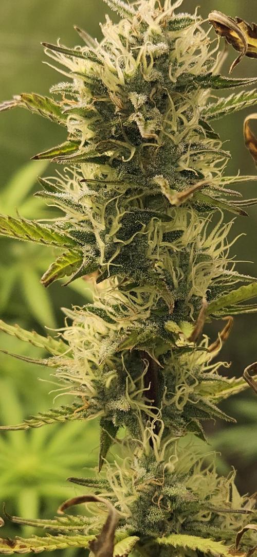 Late Auto-flower. Week 9