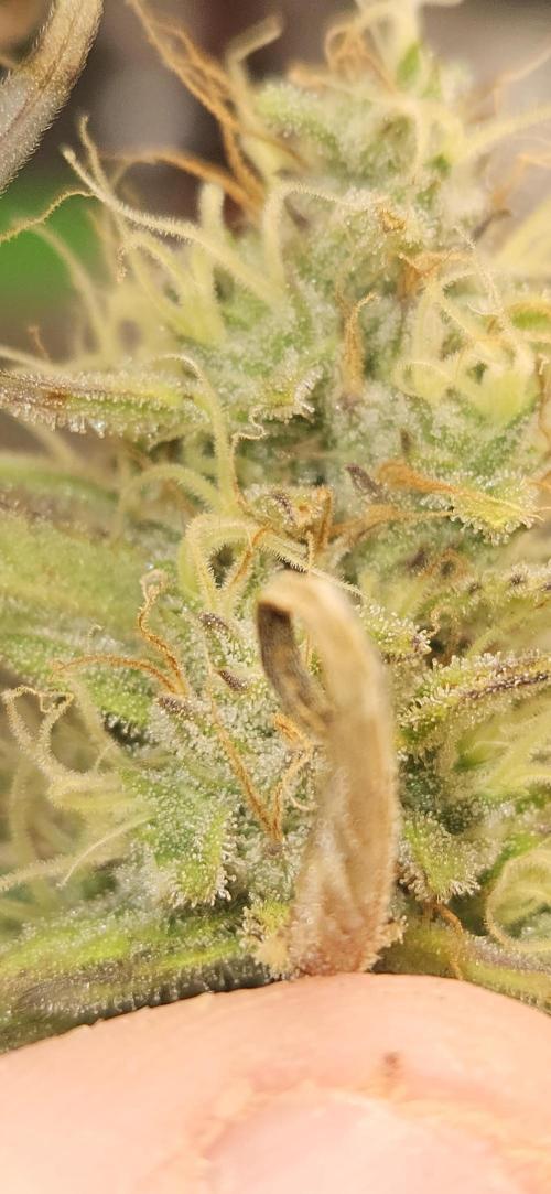 Late Auto-flower. Week 9