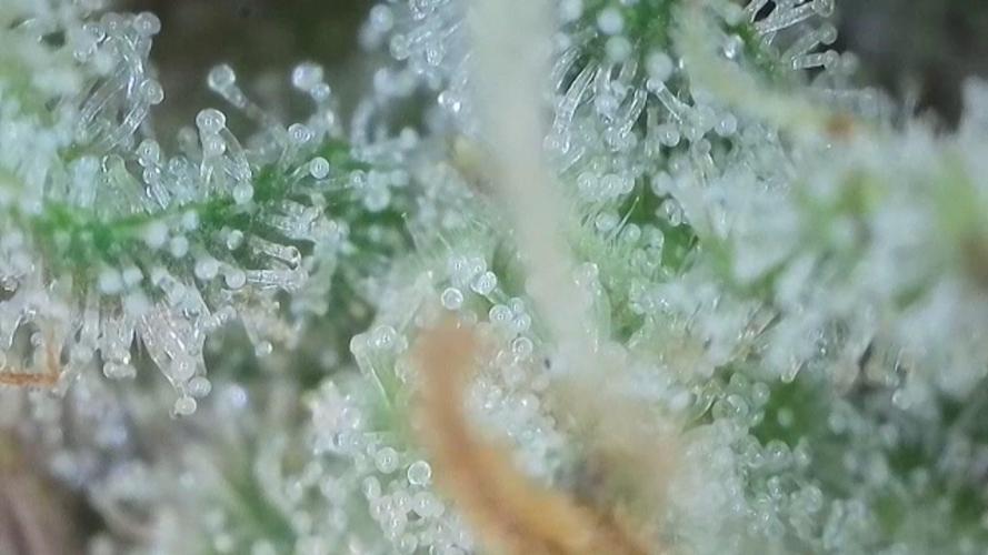 Late Auto-flower. Week 10