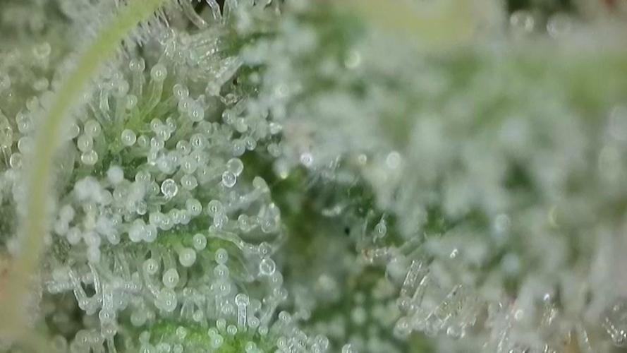 Late Auto-flower. Week 10