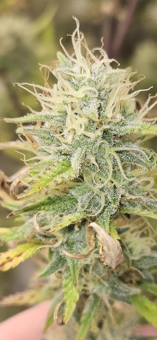 Late Auto-flower. Week 10