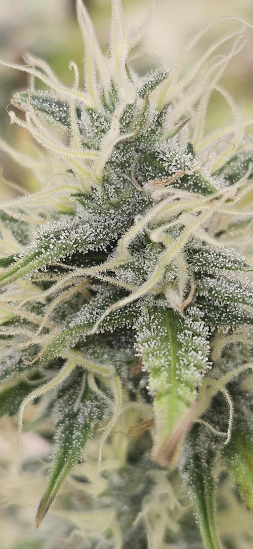 Late Auto-flower. Week 10