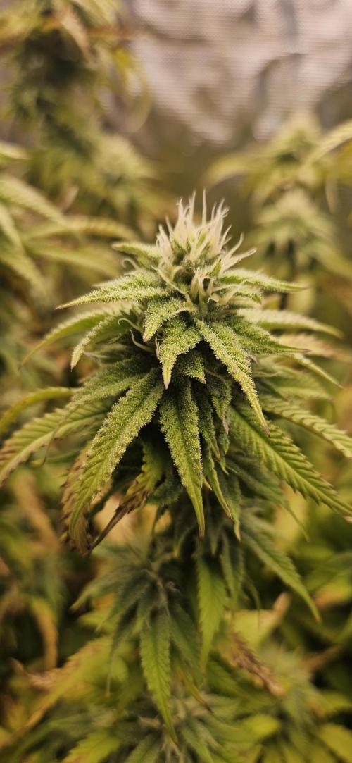 Gorilla Melon. Week 13
