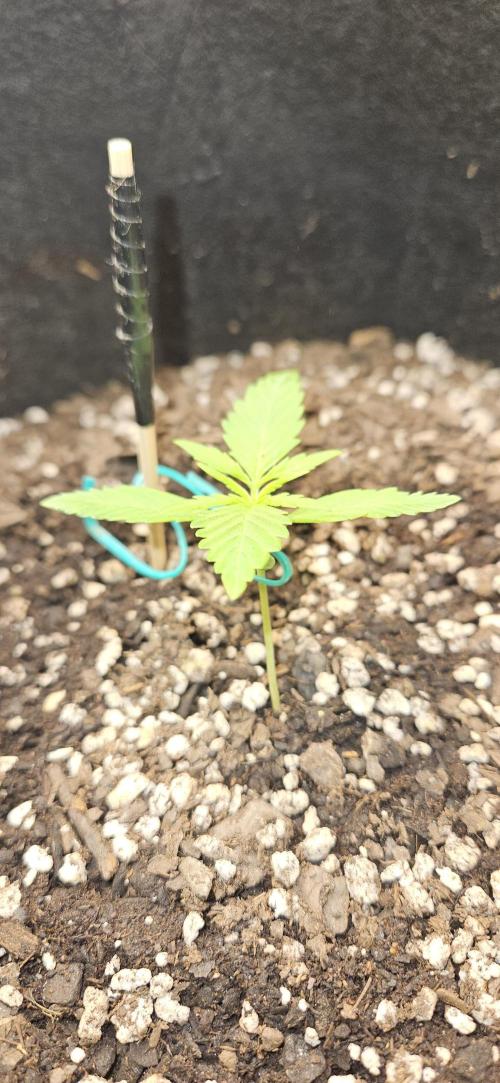 Project Banana Blizzard. Week 3