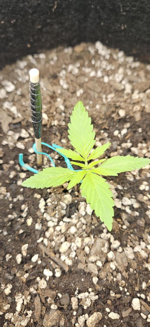 Project Banana Blizzard. Week 3