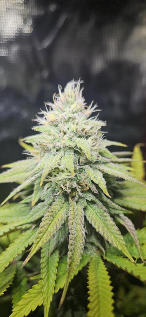 Fast Buds - Lemon Cherry Runtz by Happytrees82