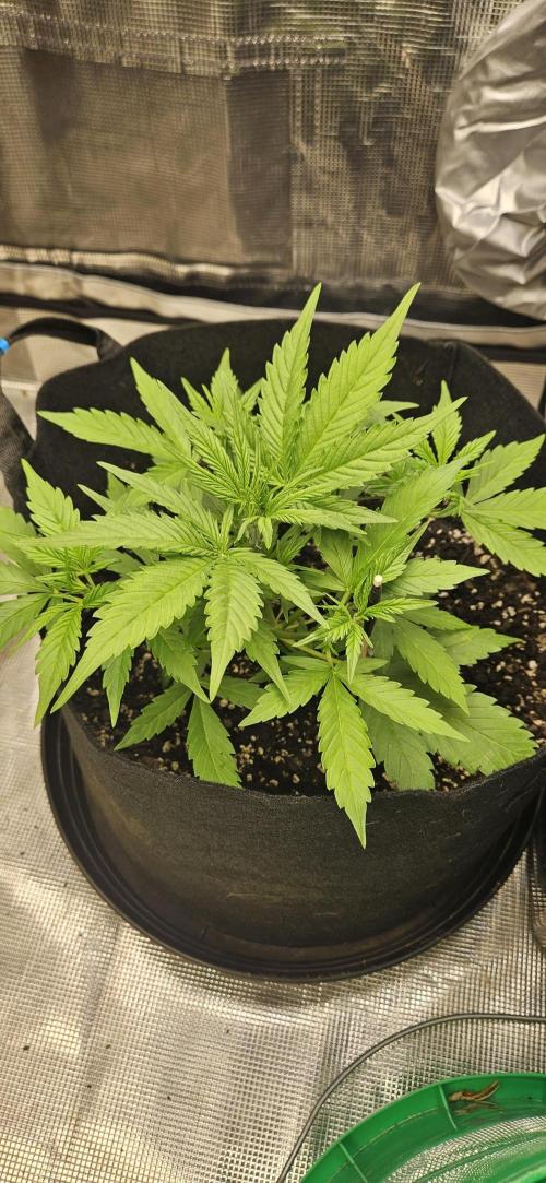 Project Banana Blizzard. Week 4