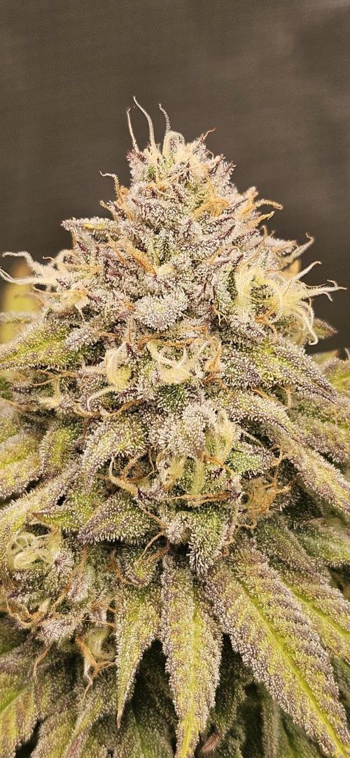 Fast Buds - Lemon Cherry Runtz by Happytrees82