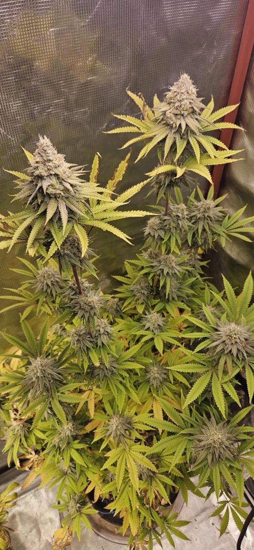 Lemon Cherry Runtz. Week 13