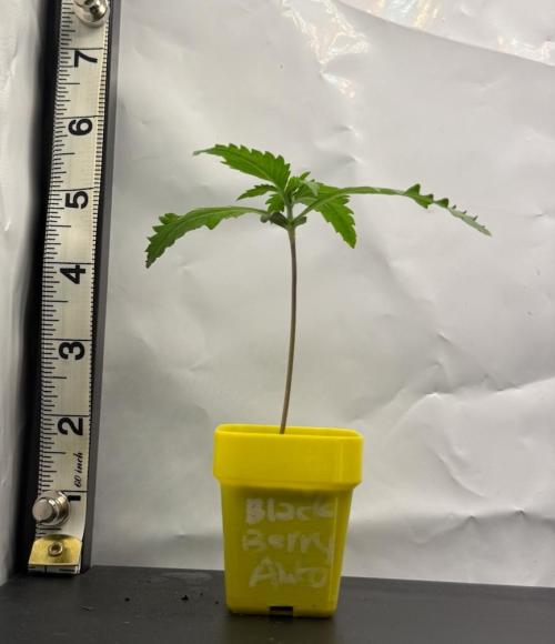 March 2026. Week 1 - Blackberry Auto