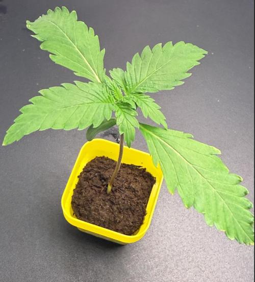 March 2026. Week 1 - Blackberry Auto