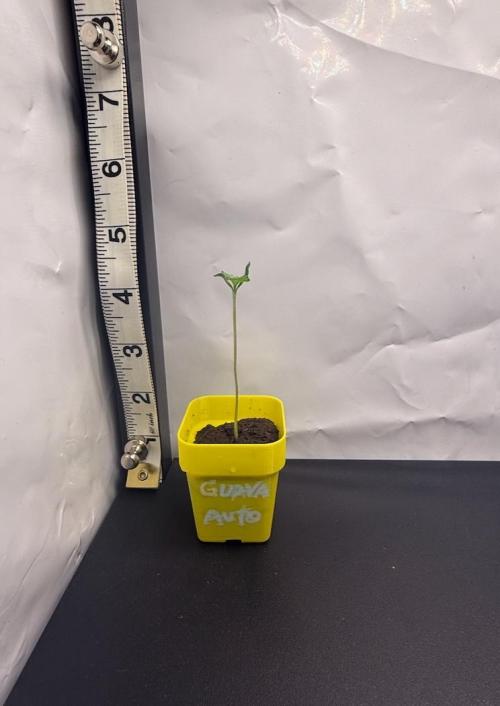March 2026. Week 1 - Guava Auto 