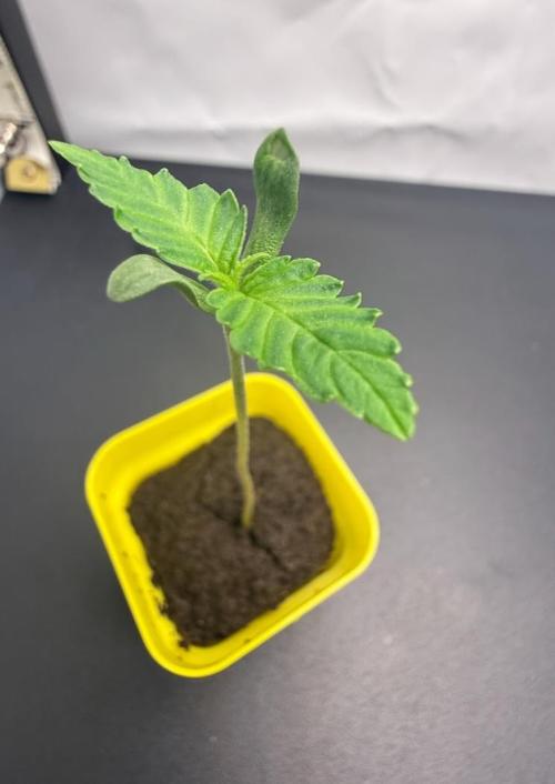 March 2026. Week 1 - Guava Auto