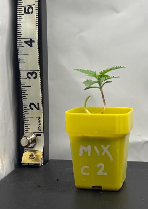 March 2026. Week 1 - C2 FF