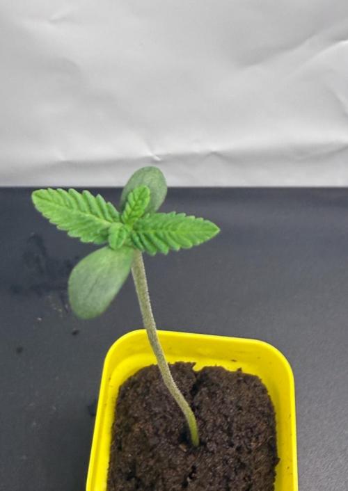 March 2026. Week 1 - C3 FF