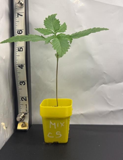 March 2026. Week 1 - C5 FF