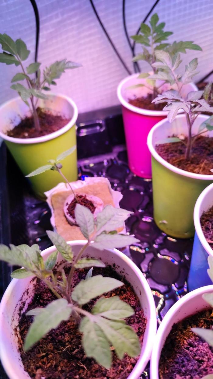 Kaliweed69. Week 0 - Germé 72h plus tôt.
